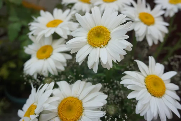 Fiori Margherita Bianchi Giardino — Foto Stock