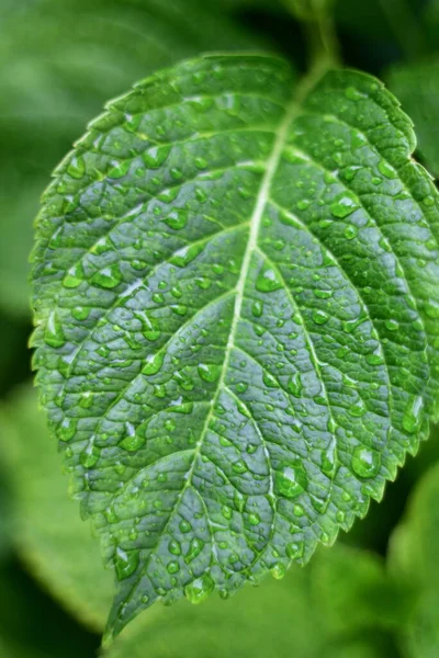 Close View Green Leaf — Stock Photo, Image