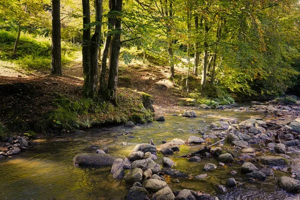 川や森のある美しい風景 — ストック写真