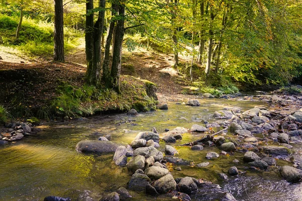 森の中の川の美しい景色 — ストック写真