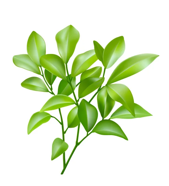 Feuilles Vertes Isolées Sur Fond Blanc Formé Bouquet Feuilles Vert — Image vectorielle