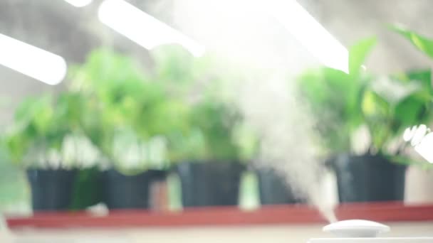 Humectación Del Aire Para Las Plantas Con Humidificador Eléctrico Tomado — Vídeos de Stock