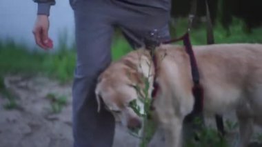 Labrador av köpeği sahibinin yanında kumda yürüyor ve otların kokusunu alıyor.