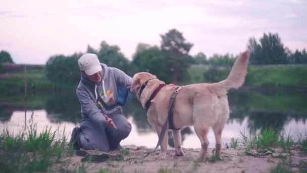Команда Висока Ять Собака Піднімає Передню Лапу Кладе Долоню Дівчини — стокове відео