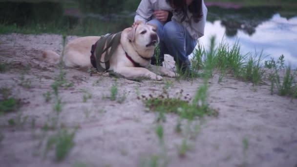 Lány Megdörzsöli Labrador Retriever Kutyát Egy Bőrredőért Fején Homokon Víz — Stock videók