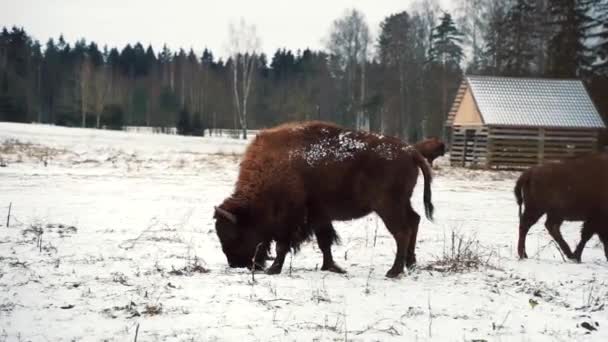 Bison Grazes Snowy Field Bull Walks Winter Field — Stock Video