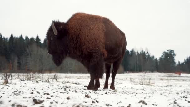 Stor Gammal Bisonoxe Står Vinter Snöfält Vrida Huvudet Från Sida — Stockvideo