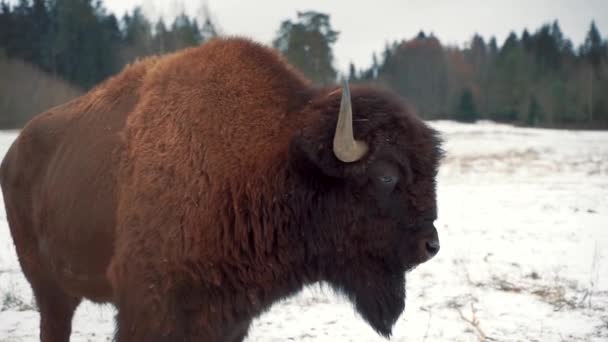 Gran Bisonte Antiguo Encuentra Campo Cubierto Nieve Gira Cabeza Hacia — Vídeo de stock