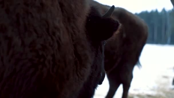 野牛咬着干草 朝地里看去 然后从喂食者那里接过干草 — 图库视频影像