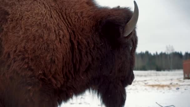 Büyük Eski Bir Bizon Kışın Kar Tarlasında Yan Dikiz Aynasından — Stok video