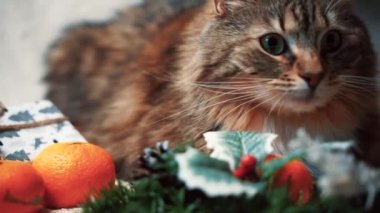 Çizgili bir kedi yalan söyler ve Noel süslerini koklar. Noel ağaçları, hediyeler ve mandalinalarla Noel havası