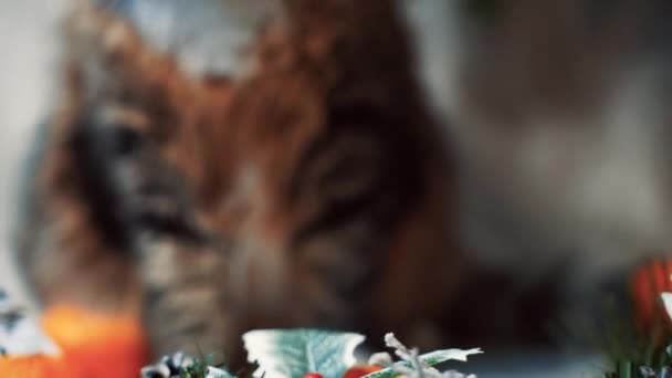 Muhteşem Bir Tekir Kedi Noel Ağaçları Hediyeler Mandalinaların Arasında Beyaz — Stok video