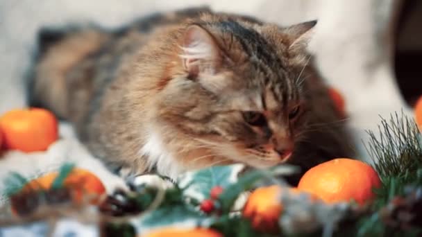 Tabby Kočka Leží Bílé Přikrývce Mezi Mandarinkami Čenichající Vánoční Ozdoby — Stock video