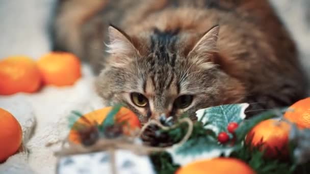 タビー猫はクリスマスの飾りの間に白い毛布の上に横たわるタンジェリンと周りの空気を嗅ぐ — ストック動画