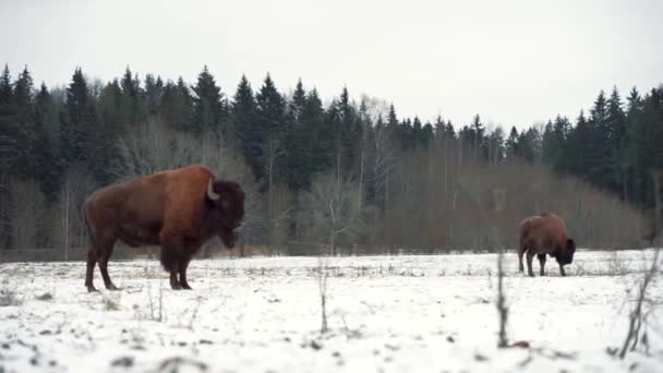 Due Grandi Bisonti Antichi Stanno Piedi Pascolano Campo Neve Invernale — Video Stock