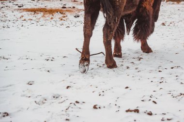 Bir bizonun toynağı karlı bir kış tarlasında, dikiz aynasından ayrılıyor.