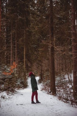 Bir insan kış ormanındaki uzun çam ağaçlarına bakıyor.