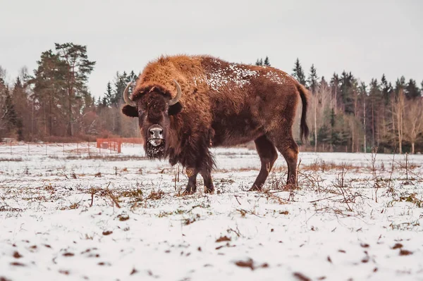 Bizon Dívá Kamery Stojící Hřišti Zimě — Stock fotografie