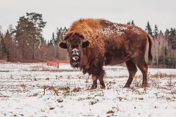 Bisonte Murmura Campo Nieve Invierno Sobre Fondo Forestal —  Fotos de Stock