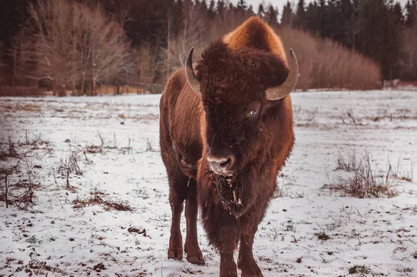 Puesto Bisontes Campo Invierno Con Bosque Fondo — Foto de Stock