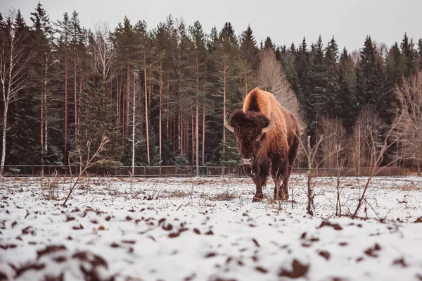 Bison Marchant Dans Champ Hiver Enneigé Sur Fond Forêt — Photo