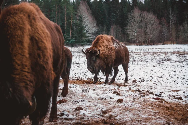 Dos Bisontes Están Llegando Alimentador Desde Campo Invierno Nevado — Foto de Stock