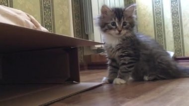 Meraklı küçük bir tekir kedi yaklaşıyor ve kamerayı kokluyor.