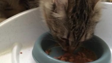 Bir tekir kedi ve Tayland kedisi Lezzetli kedi maması yerler