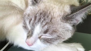 Taylandlı kedi dizüstü bilgisayarın yanında uyuyor.