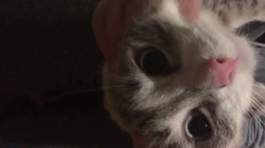 Taylandlı kedinin elmacık kemiklerine masaj yapıyor ve kulaklarına dairesel hareketler yapıyor. dikey video