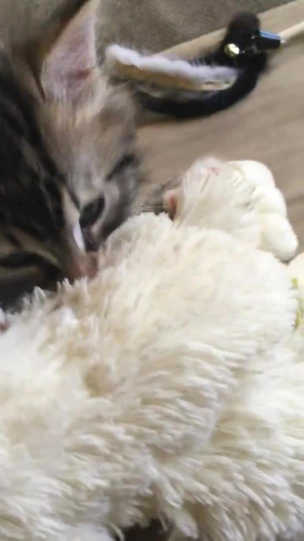 Küçük Bir Tekir Kedi Yavrusu Oyuncaktan Süt Emmeye Çalışıyor Dikey — Stok video