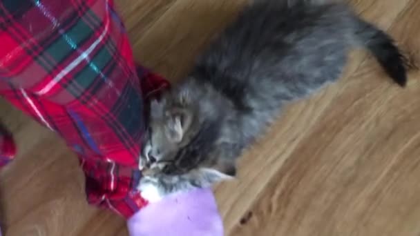 一只可爱的小胖乎乎的小猫在玩耍 咬人的腿 用爪子抓人 一个人带着一只小猫穿过地板 — 图库视频影像