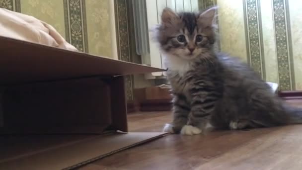 Meraklı Küçük Bir Tekir Kedi Yaklaşıyor Kamerayı Kokluyor — Stok video