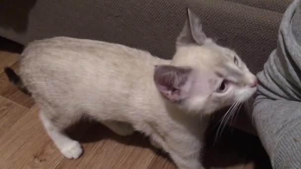 Gattino Tailandese Annusa Con Attenzione Manica Una Felpa — Video Stock