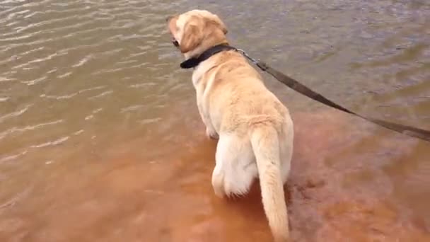 一条拴在皮带上的狗站在池塘里喝水 — 图库视频影像