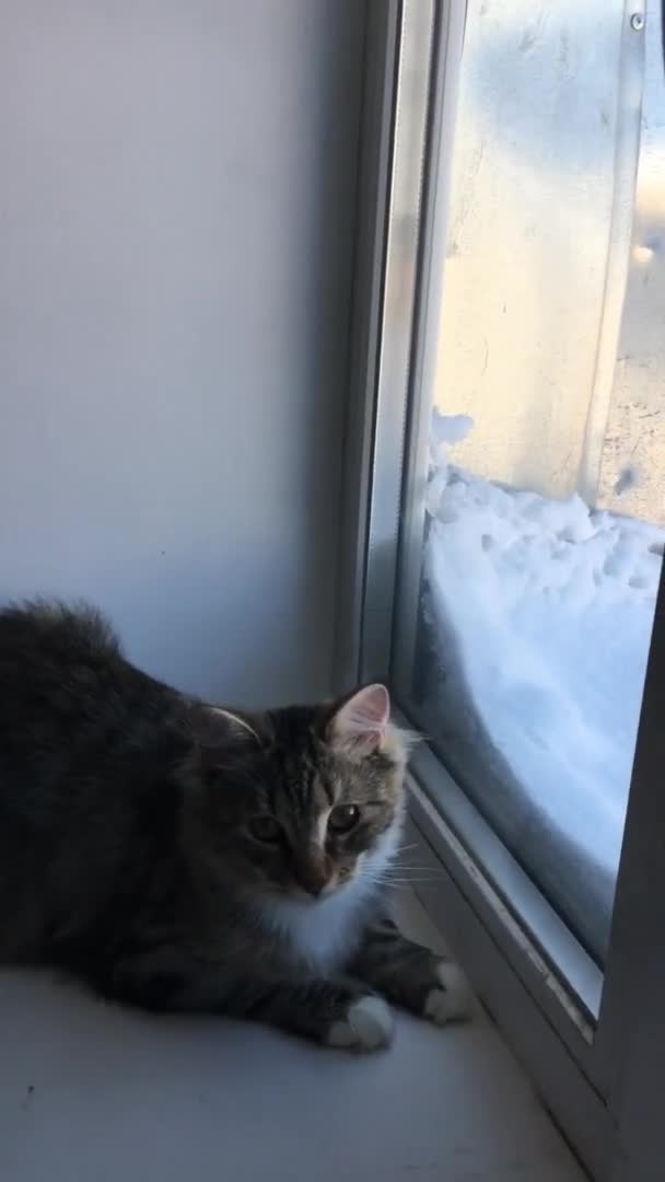 Bir Tekir Kedi Pencere Eşiğinde Oturur Karla Kaplı Pencereden Dışarı — Stok video