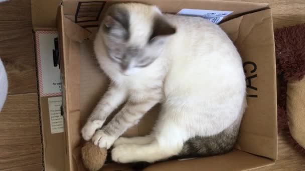 Thai Cat Lying Cardboard Box Playing Toy Mouse — Stock Video