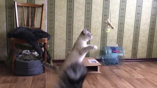 タイの猫は後ろ足に立ちながら天井から吊るされたおもちゃを捕まえようとします — ストック動画