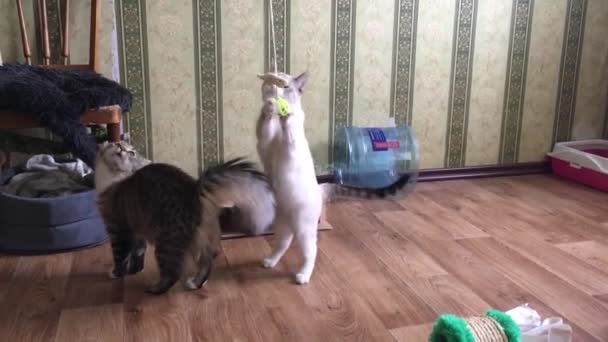 Gato Tailandês Gato Siberiano Tentam Pegar Brinquedo Suspenso Teto Enquanto — Vídeo de Stock
