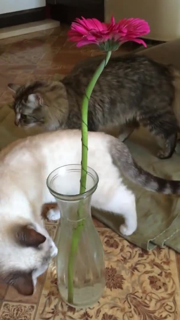 Bir Tayland Kedisi Bir Sibirya Kedisi Vazodaki Pembe Gerbera Çiçeğini — Stok video