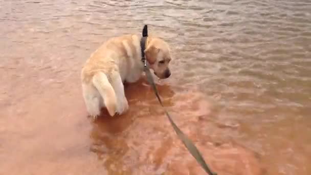 Собака Поводке Входит Пруд Опускает Намордник Воду — стоковое видео