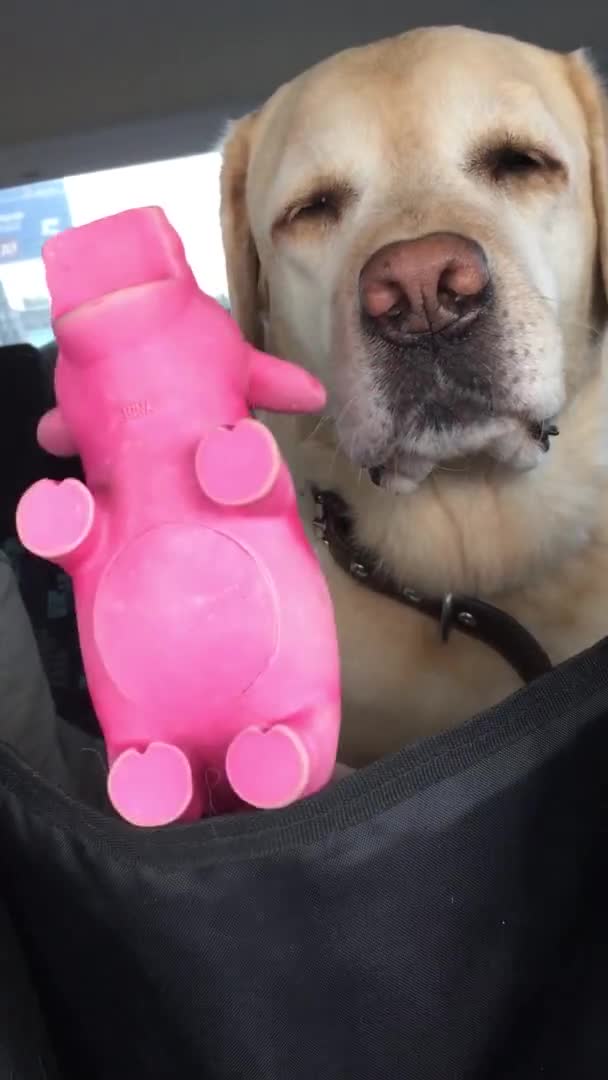 Cão Labrador Retriever Senta Assistindo Brinquedo Rosa Porco Dança Frente — Vídeo de Stock