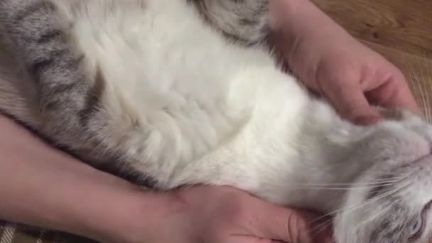 Massageando Maçãs Rosto Gato Tailandês Cabeça Torno Das Orelhas Técnica — Vídeo de Stock