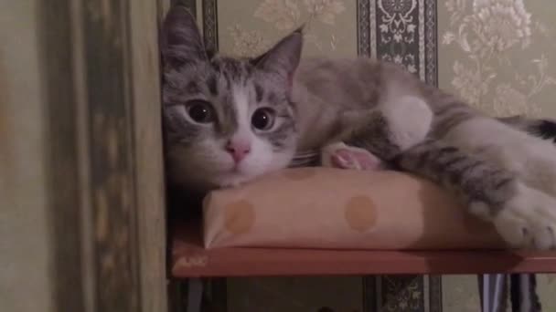 Den Thailändska Katten Vilar Mjuk Hylla Med Sina Tassar Utsträckta — Stockvideo