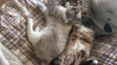 Sibirya kedisi kanepede yatan Taylandlı kediyi yalıyor.