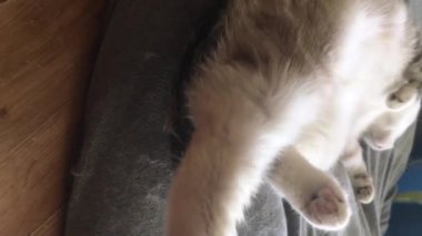 Tayland kedisi göbeği kalkık bir şekilde puf minderde yatıyor. dikey video