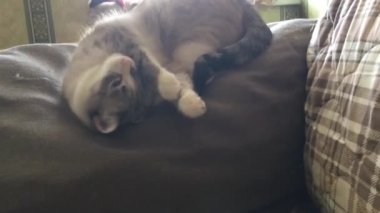 Tayland kedisi kanepe yastığına sürtünür.