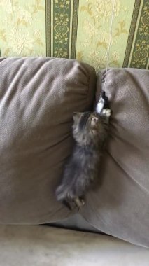 Küçük bir tekir kedi yavrusu kanepenin arkasına tırmanıyor ve oltayla oynuyor. dikey video