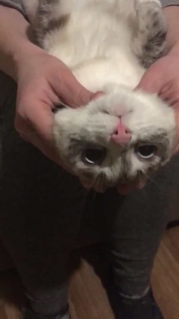 Massagem Relaxante Para Maçãs Rosto Gato Tailandês Cabeça Torno Das — Vídeo de Stock