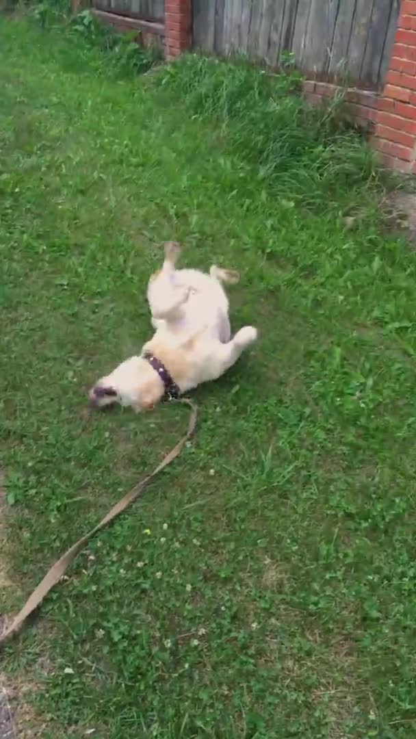 Der Hund Liegt Und Kratzt Gern Gras Vertikales Video — Stockvideo